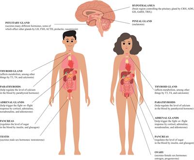 Endocrine disorders and fertility and pregnancy: An update